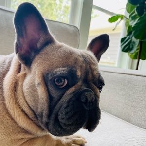 Meet your Posher, Posh